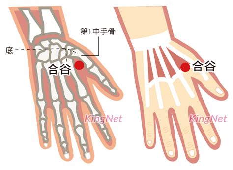 虎口位置|合谷穴